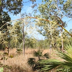 Unverified Other Tree at Kakadu, NT - 17 May 2025 by HelenCross