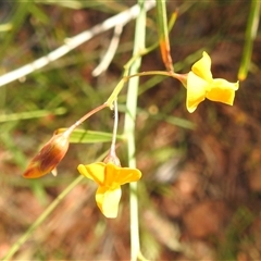 Unverified Pea at Kakadu, NT - 17 May 2025 by HelenCross