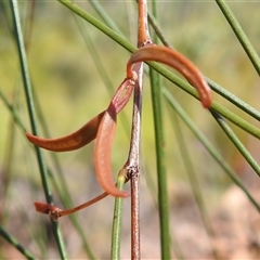 Acacia alleniana at Kakadu, NT - 17 May 2025 by HelenCross