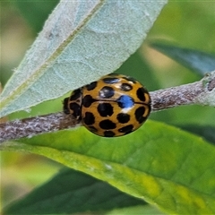 Harmonia conformis at Braidwood, NSW - 24 May 2025 02:12 PM
