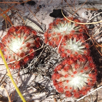 Drosera sp. at Kakadu, NT - 17 May 2025 by HelenCross