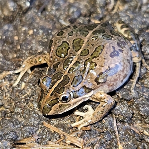 Limnodynastes tasmaniensis at Braidwood, NSW - Today by MatthewFrawley