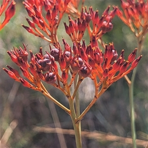 Unverified Other Shrub at Kakadu, NT - 17 May 2025 by HelenCross