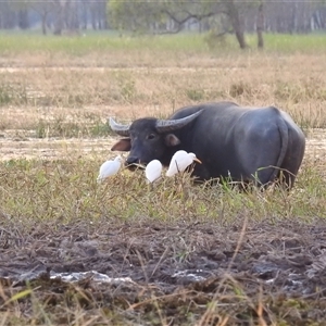 Bubalus bubalis at Kakadu, NT - 18 May 2025 by HelenCross