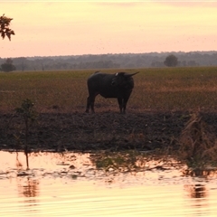 Bubalus bubalis at Kakadu, NT - 18 May 2025 06:44 AM