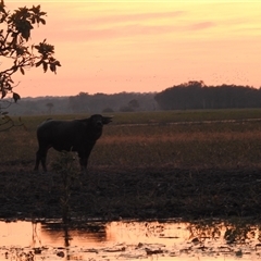 Bubalus bubalis at Kakadu, NT - 18 May 2025 06:44 AM