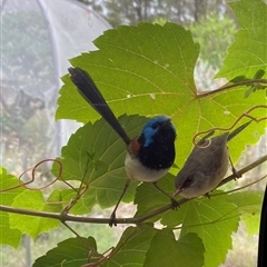 Malurus lamberti (Variegated Fairywren) at Broke, NSW - 23 May 2025 by RoyP