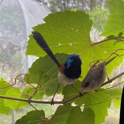 Malurus lamberti (Variegated Fairywren) at Broke, NSW - 23 May 2025 by RoyP