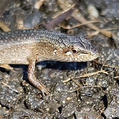 Saproscincus mustelinus at Braidwood, NSW - Today by MatthewFrawley