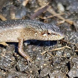 Saproscincus mustelinus at Braidwood, NSW - Today by MatthewFrawley