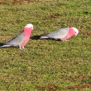 Eolophus roseicapilla (Galah) at Deakin, ACT - Today by Mike