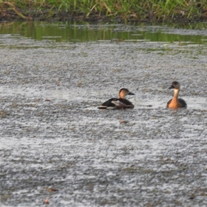 Dendrocygna arcuata at Kakadu, NT - 18 May 2025 07:17 AM