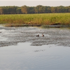 Dendrocygna arcuata at Kakadu, NT - 18 May 2025 07:17 AM