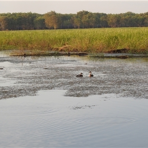 Dendrocygna arcuata at Kakadu, NT - 18 May 2025 07:17 AM