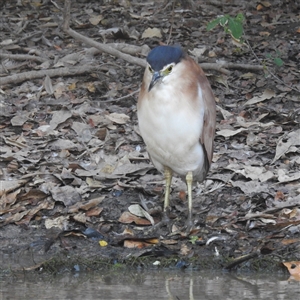 Nycticorax caledonicus at Kakadu, NT - 18 May 2025 07:32 AM