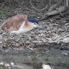 Nycticorax caledonicus at Kakadu, NT - 18 May 2025 07:32 AM