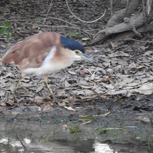 Nycticorax caledonicus at Kakadu, NT - 18 May 2025 07:32 AM