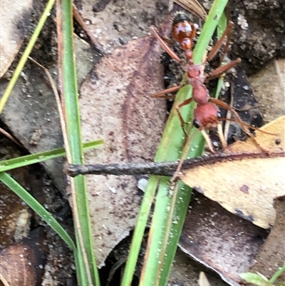 Myrmecia sp. (genus) at Kungala, NSW - 23 May 2025 by donnanchris