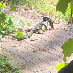 Varanus varius (Lace Monitor) at Broke, NSW - 23 May 2025 by RoyP