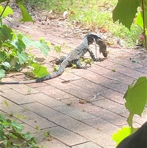 Varanus varius at Broke, NSW - suppressed