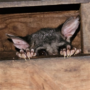 Trichosurus vulpecula (Common Brushtail Possum) at Braidwood, NSW - Today by MatthewFrawley
