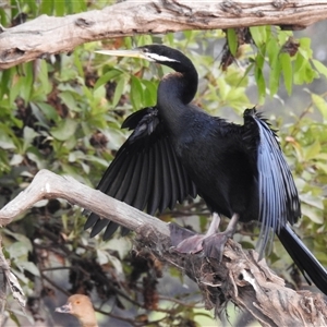 Anhinga novaehollandiae at Kakadu, NT - 18 May 2025 by HelenCross