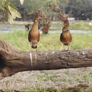 Dendrocygna eytoni at Kakadu, NT - 18 May 2025 by HelenCross
