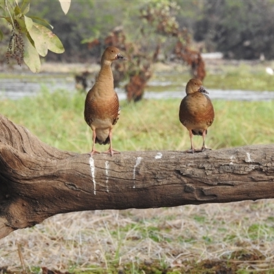 Dendrocygna eytoni at Kakadu, NT - 18 May 2025 by HelenCross