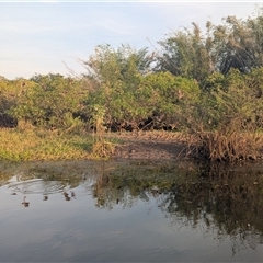 Dendrocygna eytoni at Kakadu, NT - 18 May 2025 07:31 AM