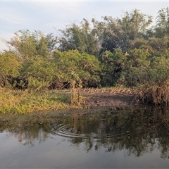 Dendrocygna eytoni at Kakadu, NT - 18 May 2025 07:31 AM