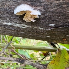 Schizophyllum commune (Split Gill Fungus) at Caparra, NSW - 23 May 2025 by maznee