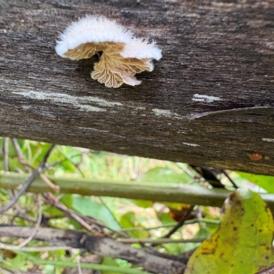 Schizophyllum commune (Split Gill Fungus) at Caparra, NSW - 23 May 2025 by maznee