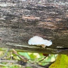 Schizophyllum commune at Caparra, NSW - 23 May 2025 03:14 PM
