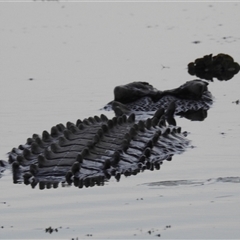Crocodylus porosus at Kakadu, NT - 18 May 2025 07:43 AM