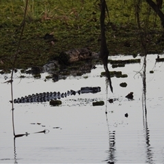 Crocodylus porosus at Kakadu, NT - 18 May 2025 07:43 AM