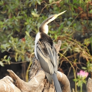 Anhinga novaehollandiae at Kakadu, NT - 18 May 2025 by HelenCross