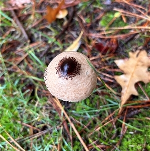 Unverified Cap on a stem; gills below cap [mushrooms or mushroom-like] at Braidwood, NSW - Yesterday by stellabellaxx