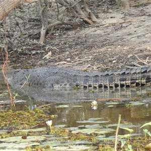 Crocodylus porosus at Kakadu, NT - 18 May 2025 by HelenCross