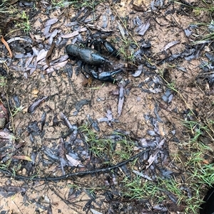 Unverified Other crustacean at Broke, NSW - 21 Oct 2022 by RoyP