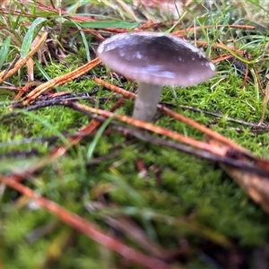 Unverified Fungus at Braidwood, NSW - Yesterday by stellabellaxx