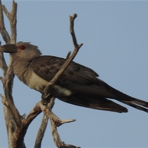 Scythrops novaehollandiae (Channel-billed Cuckoo) at Kakadu, NT - 18 May 2025 by HelenCross