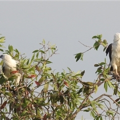 Haliaeetus leucogaster at Kakadu, NT - 18 May 2025 by HelenCross