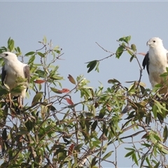 Icthyophaga leucogaster at Kakadu, NT - 18 May 2025 07:57 AM