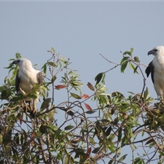 Icthyophaga leucogaster at Kakadu, NT - 18 May 2025 07:57 AM