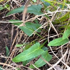Viola betonicifolia at Caparra, NSW - 18 May 2025 by maznee