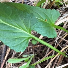 Viola betonicifolia at Caparra, NSW - 18 May 2025 01:37 PM