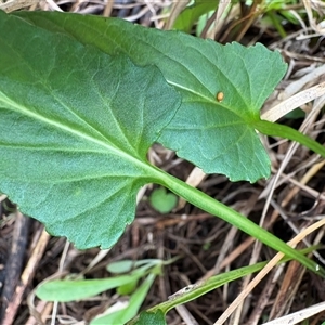 Viola betonicifolia at Caparra, NSW - 18 May 2025 01:37 PM