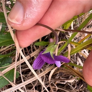 Viola betonicifolia at Caparra, NSW - 18 May 2025 01:37 PM