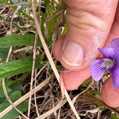 Viola betonicifolia at Caparra, NSW - 18 May 2025 01:37 PM