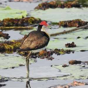 Irediparra gallinacea at Kakadu, NT - 18 May 2025 08:06 AM